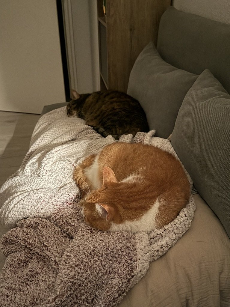 Zwei Katzen schlafen zusammengerollt nebeneinander auf einer Couch mit kuscheligen Decken.