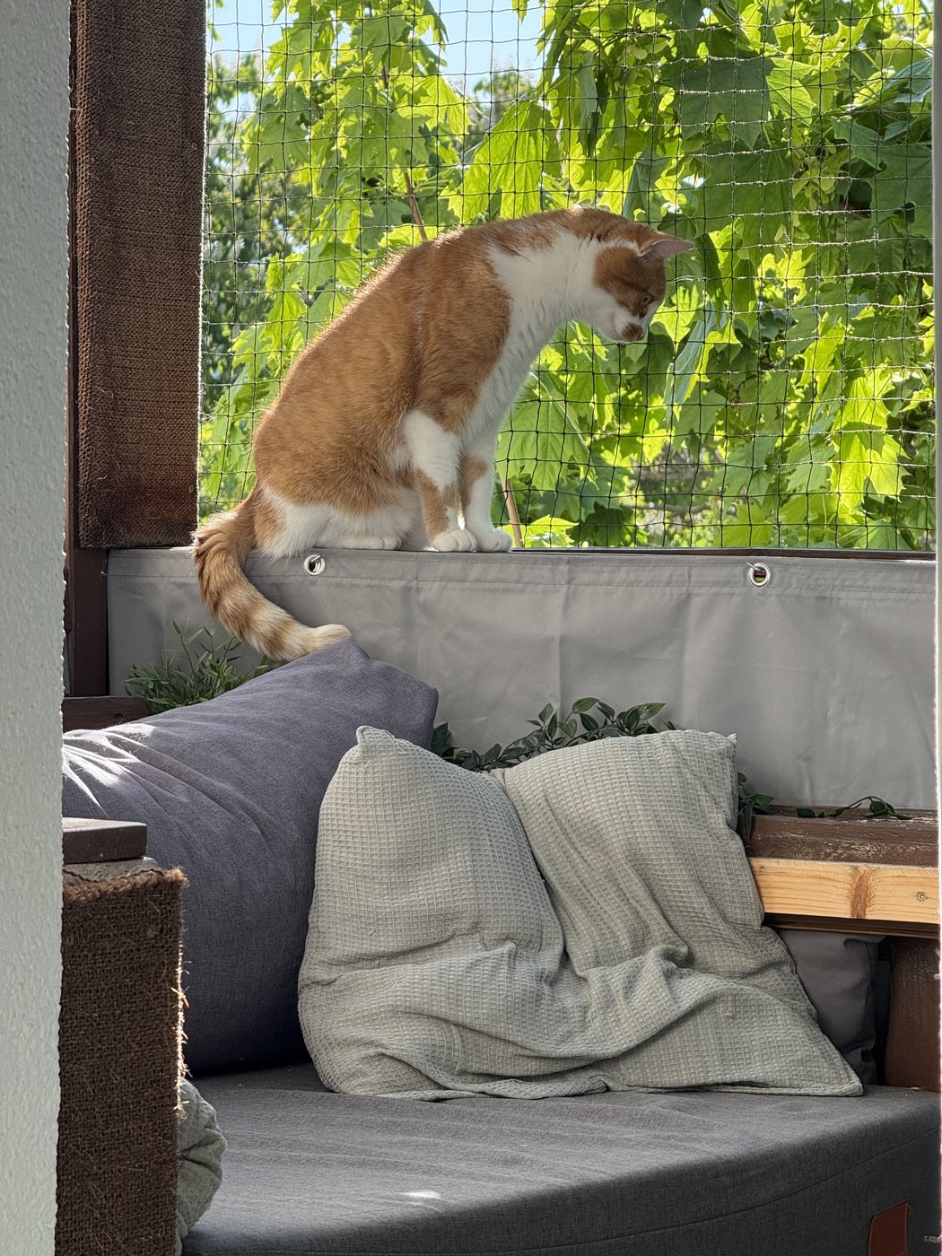 Kater Dante sitzt auf der Banklehne und blickt durch das olivgrüne Katzennetz nach draußen.
