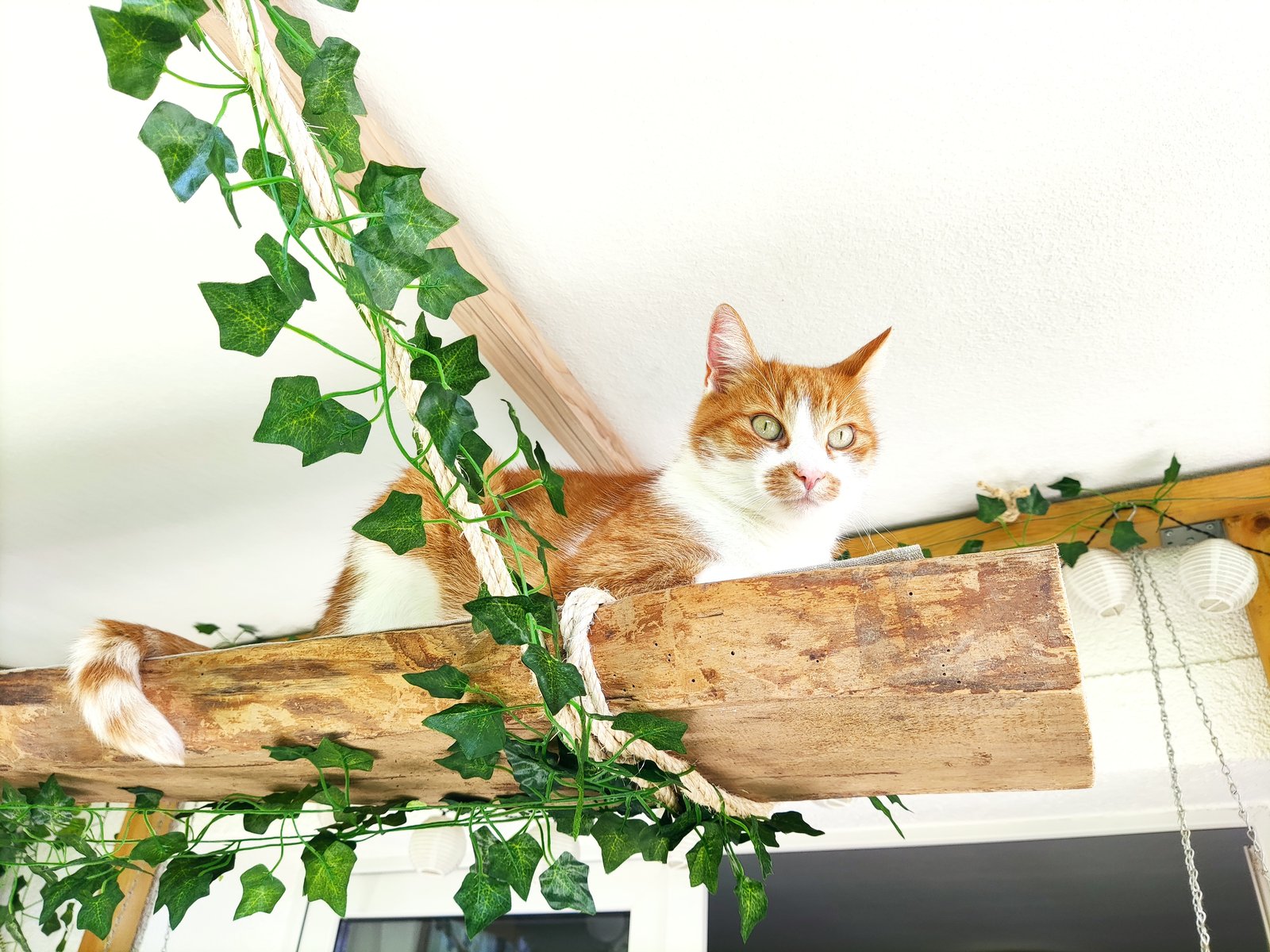 Kater Dante liegt entspannt auf einem mit Efeu berankten Holzbalken auf dem katzensicheren Balkon.