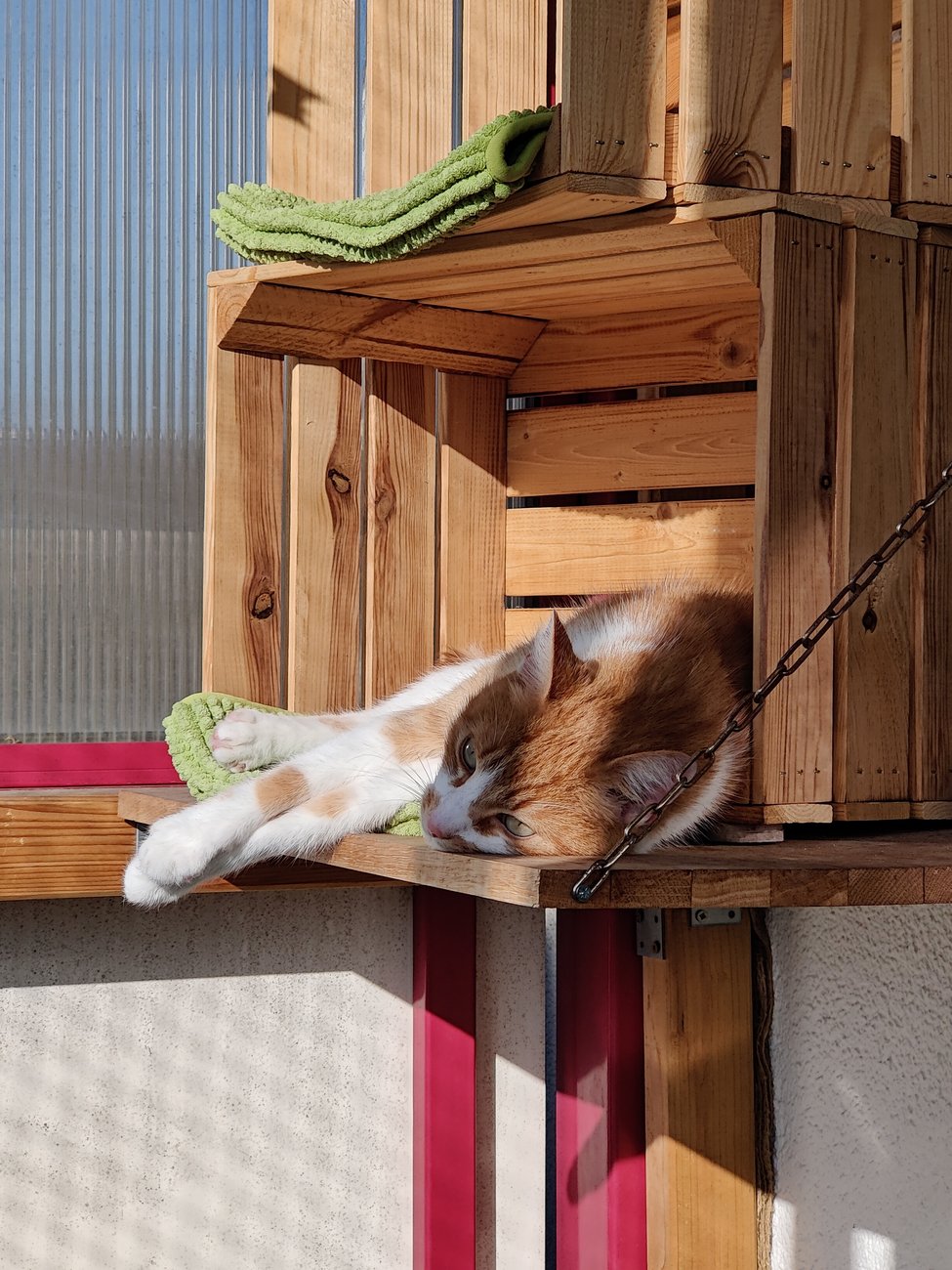 Kater Dante liegt vollkommen entspannt in der Sonne auf dem Holzkisten-Regal des Balkons.