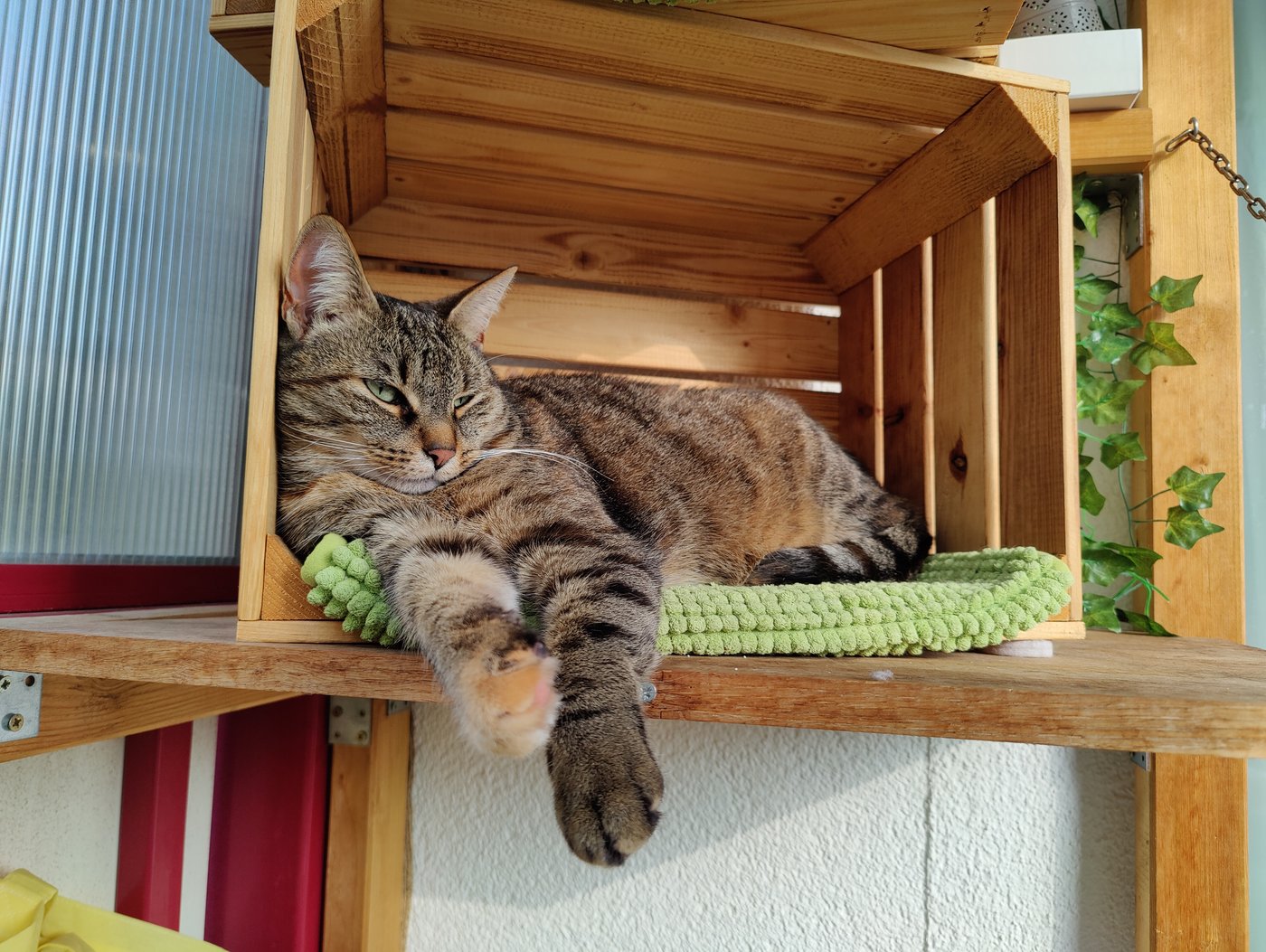 Katze Kiki liegt entspannt in einer Holzkiste auf dem Balkon.