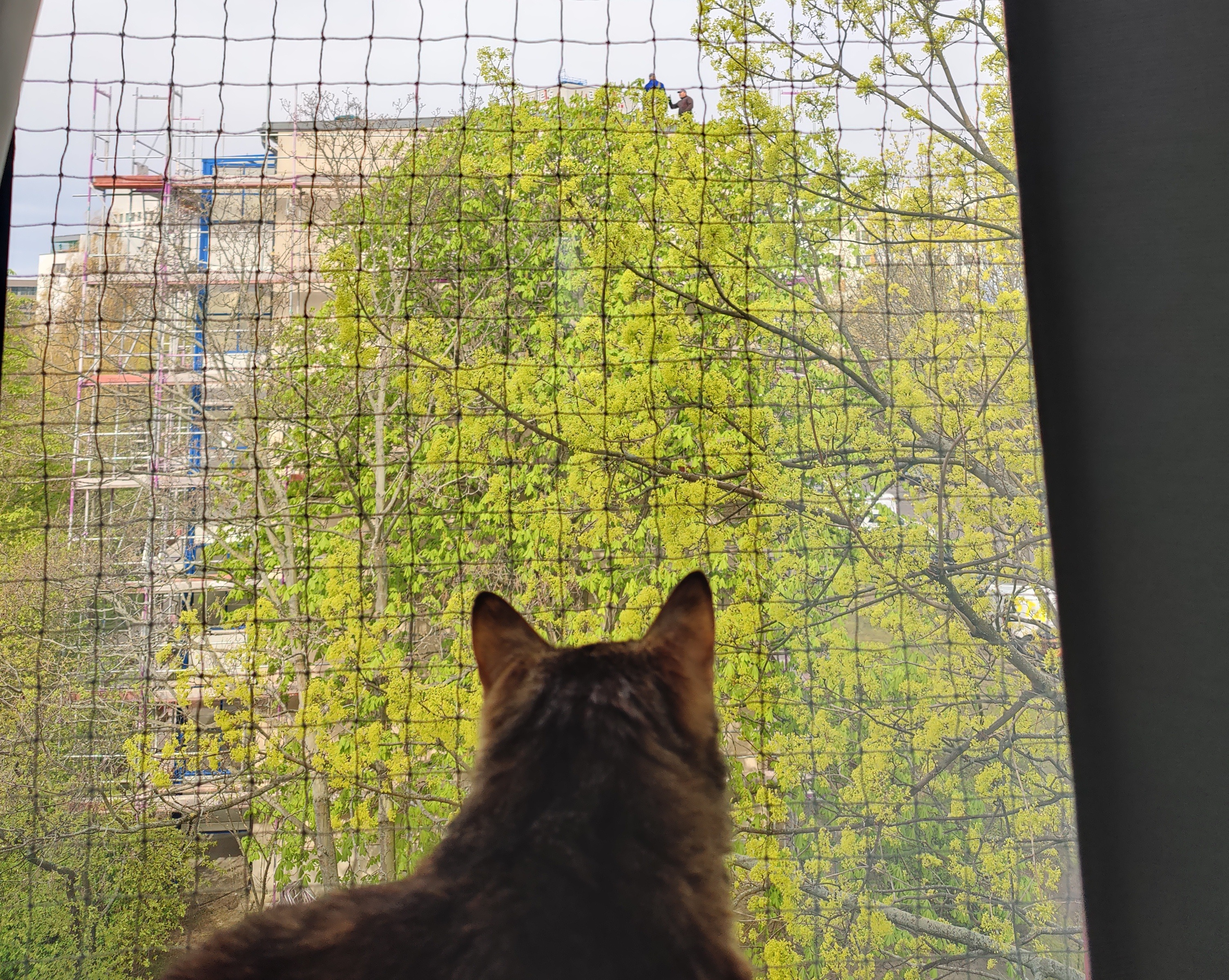 Fenster mit fest verschraubtem, engmaschigem Katzenschutznetz, an dem eine Katze sicher sitzt.
