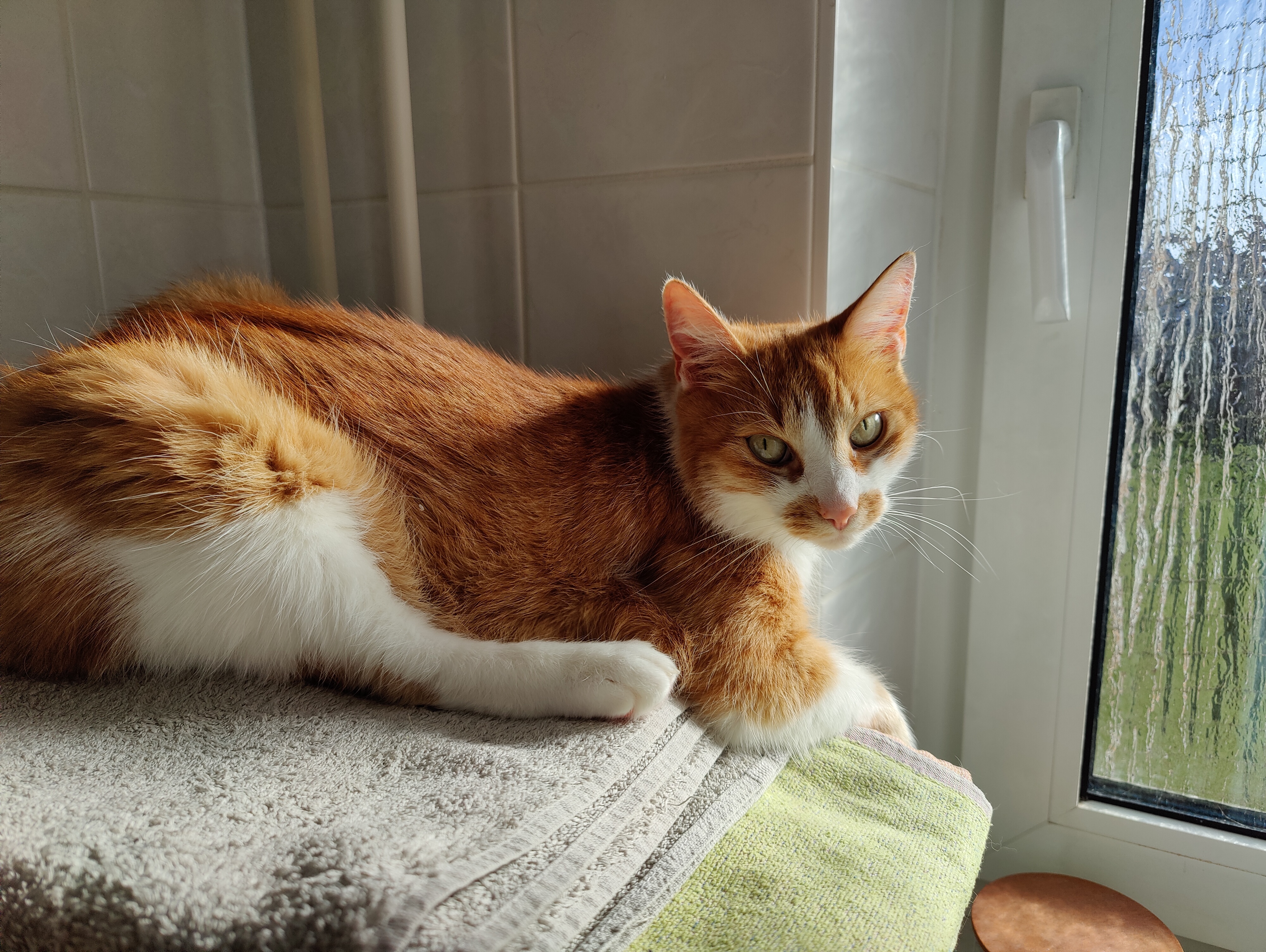 Katze sitzt entspannt an einem geschlossenen, gesicherten Fenster in einer aufgeräumten Wohnung.