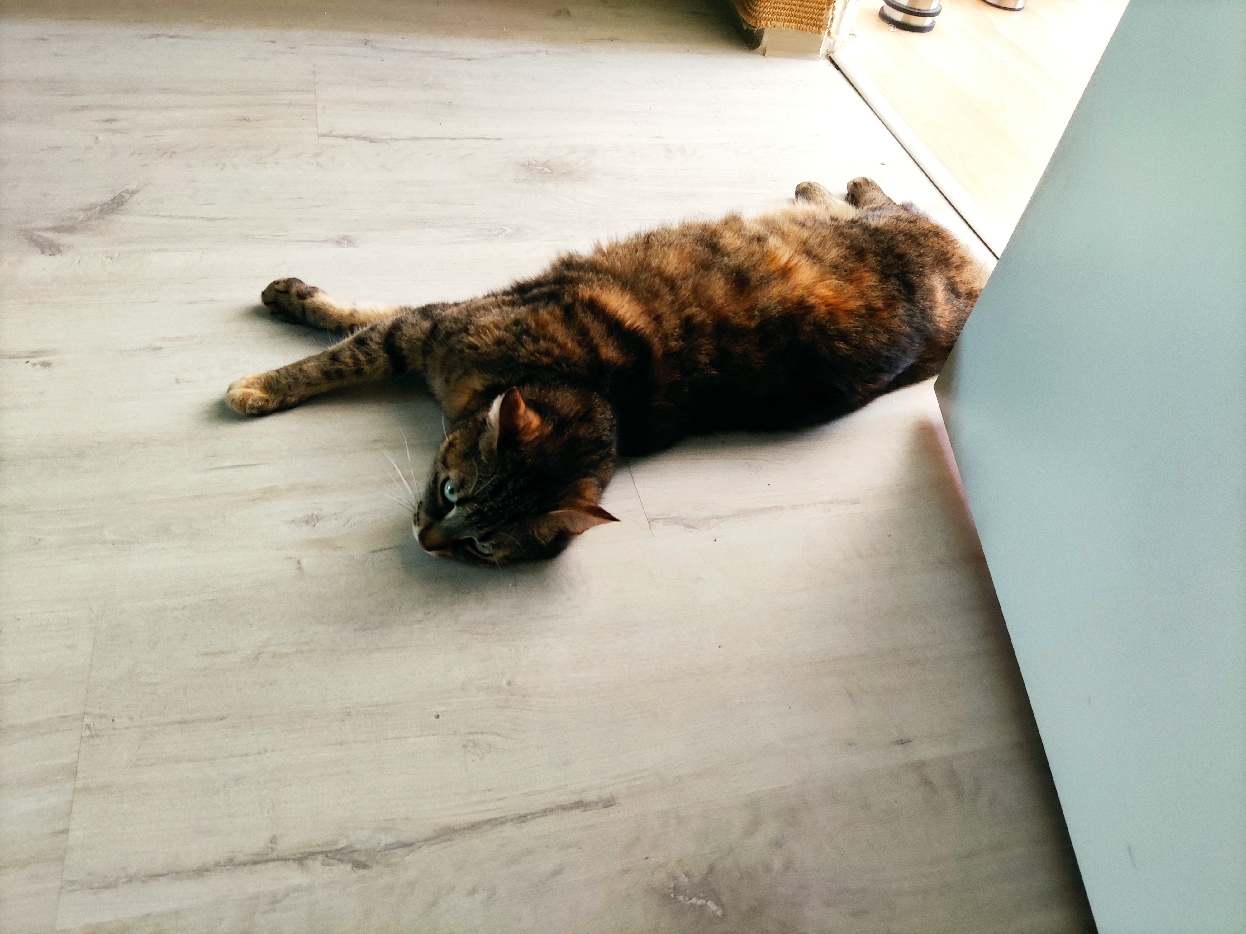 Katze döst entspannt im kühlen Schatten an einem heißen Sommertag.