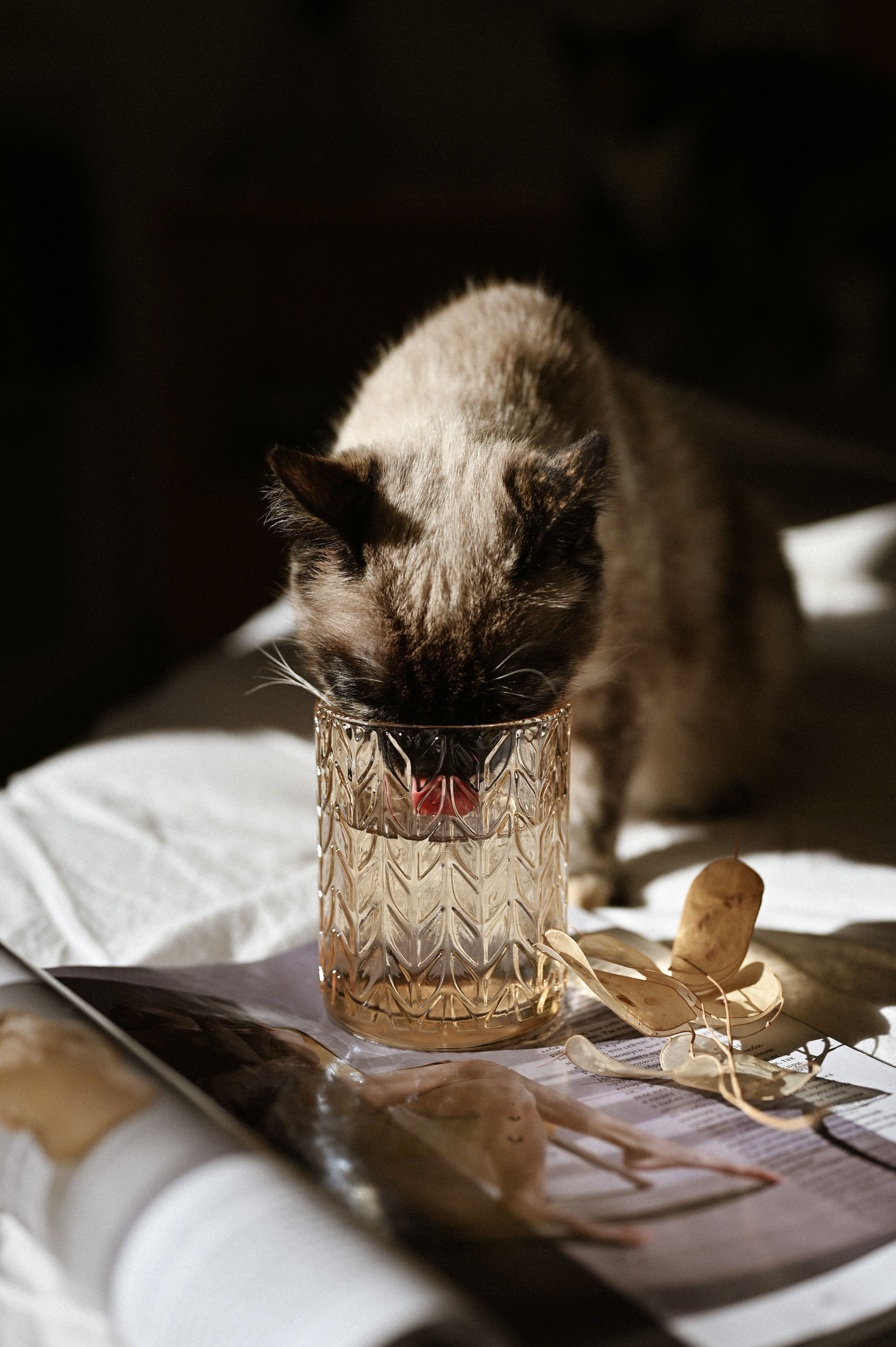 Katze trinkt frisches Wasser aus einem Napf.