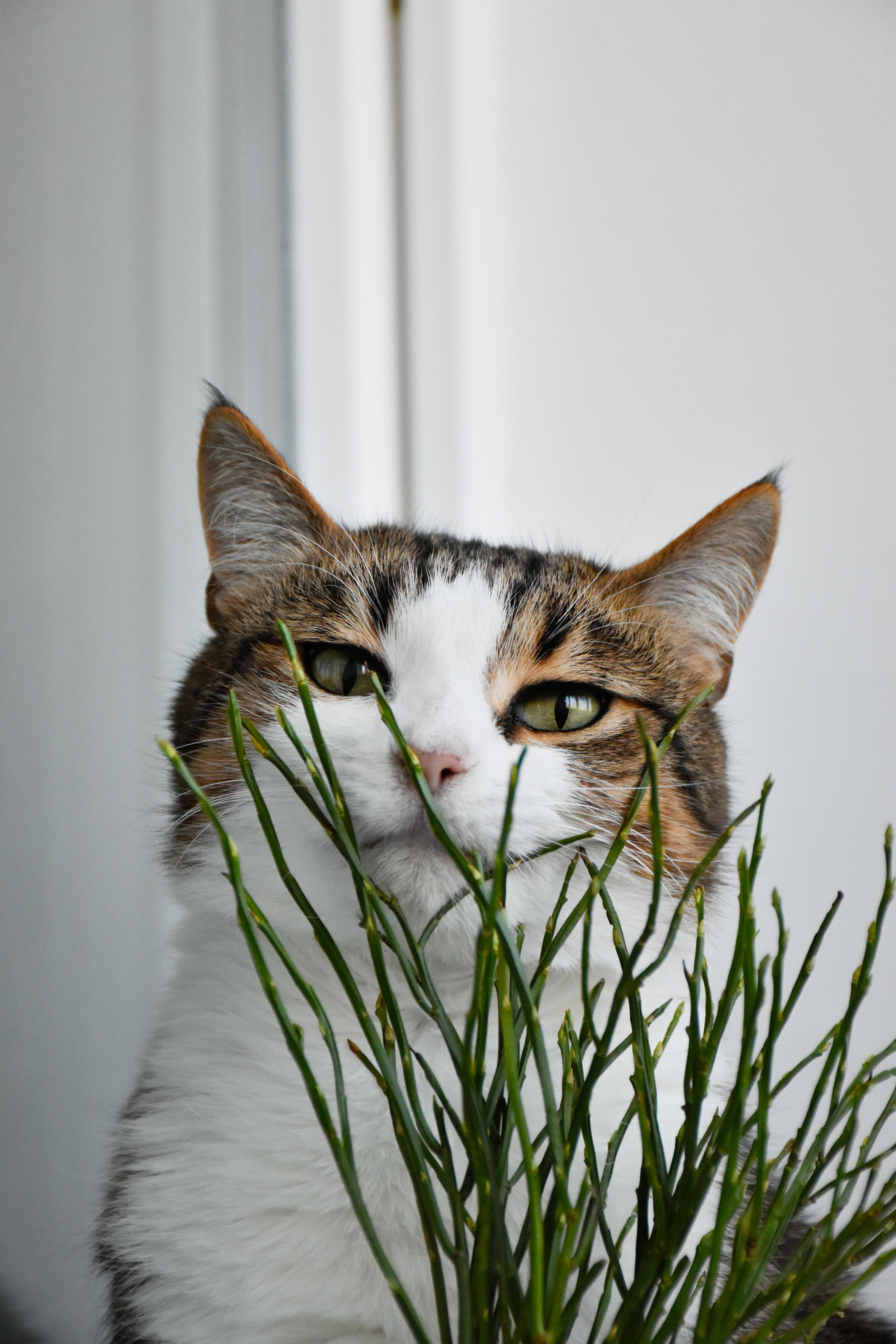 Frisches grünes Katzengras in einem Topf, an dem eine getigerte Katze knabbert.