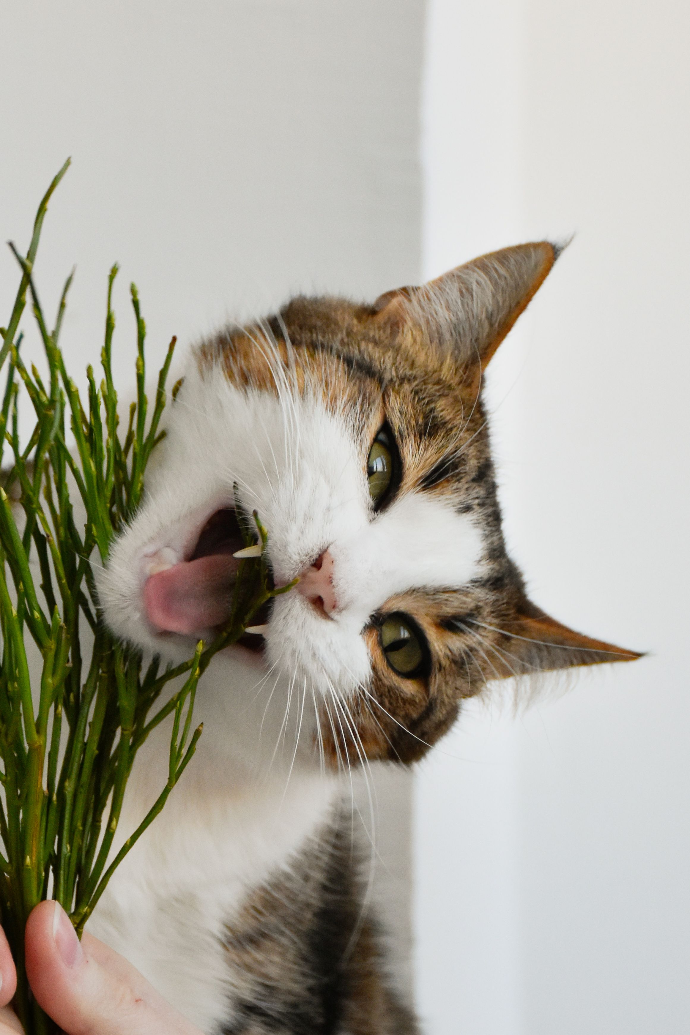 Zufriedene Katze mit halb geschlossenen Augen, entspannt nach dem Spielen mit Katzenminze.