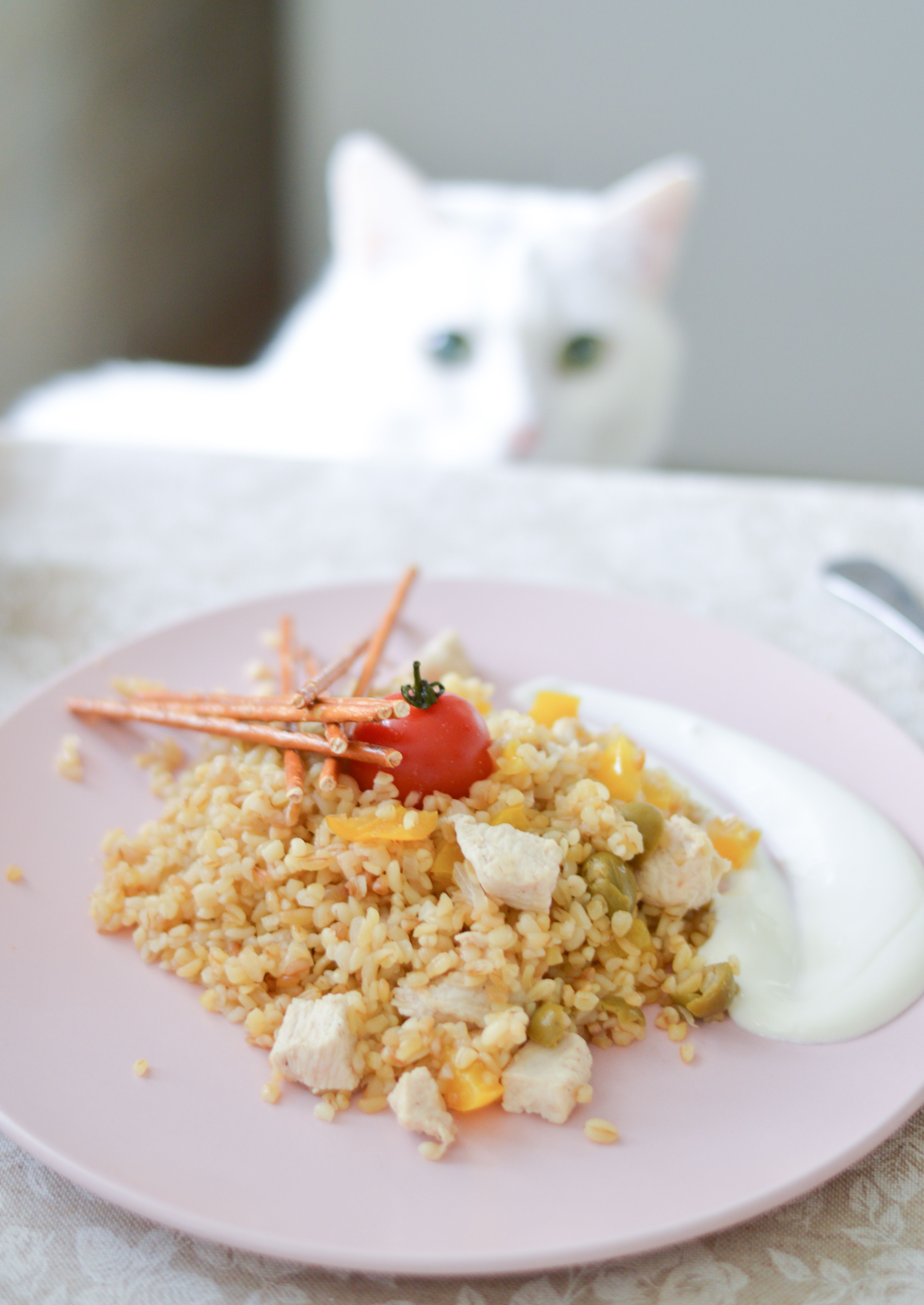 Katze sitzt am Esstisch und beobachtet aufmerksam einen Teller mit Essen.