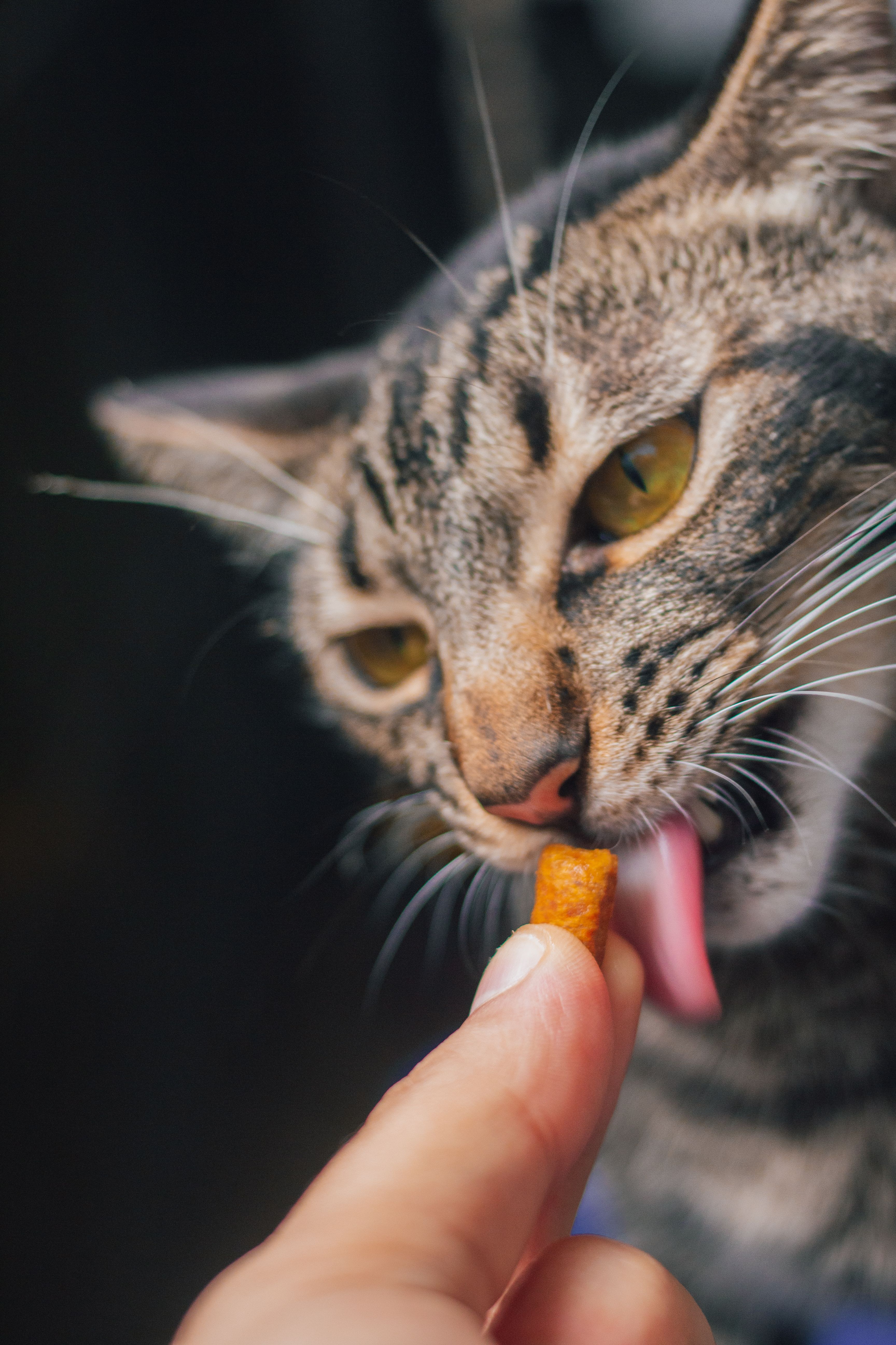 Hand reicht einer Katze einen artgerechten Katzensnack als Belohnung.
