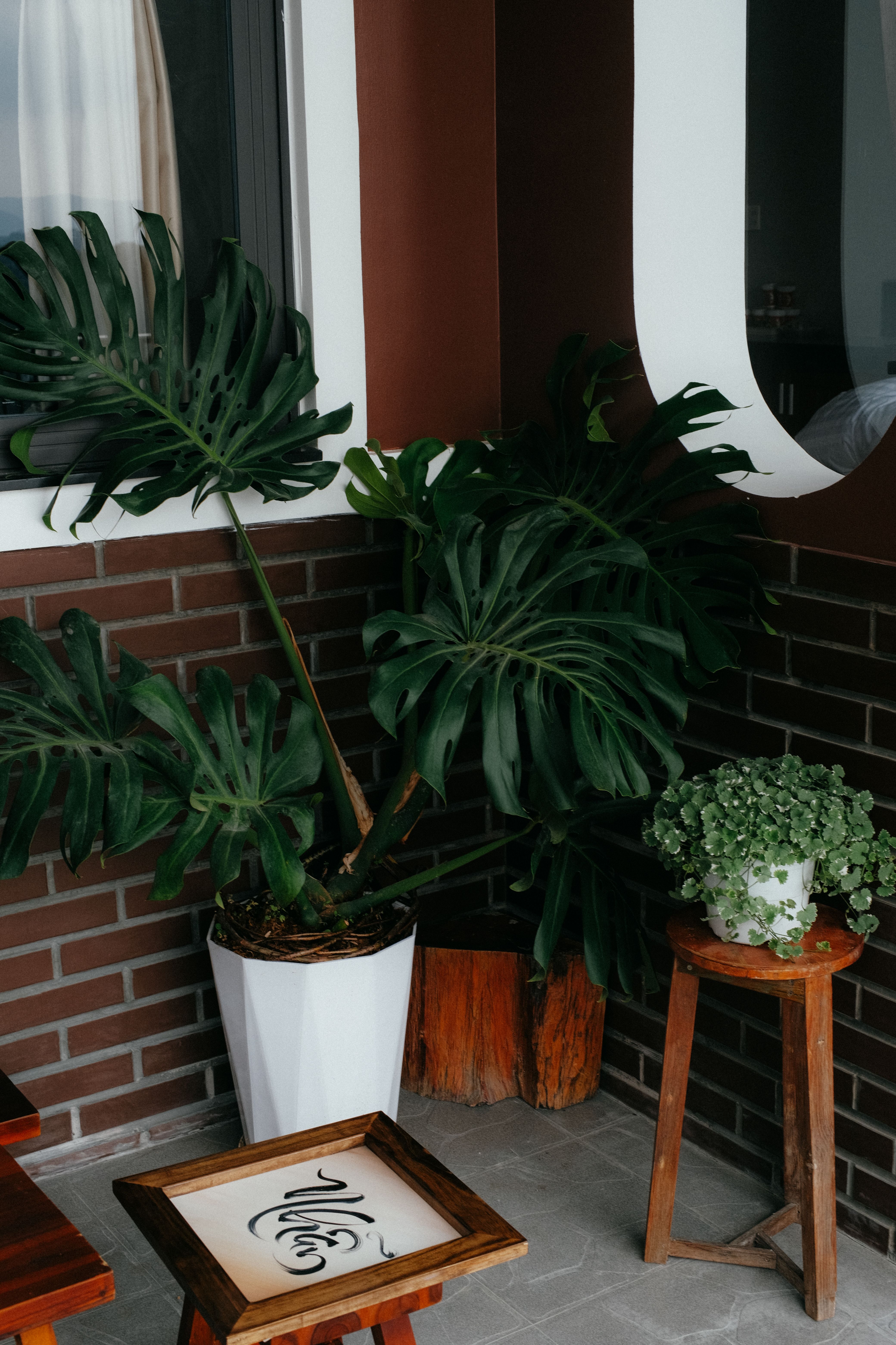 Efeutute und Monstera nebeneinander, zwei beliebte, aber für Katzen giftige Zimmerpflanzen.