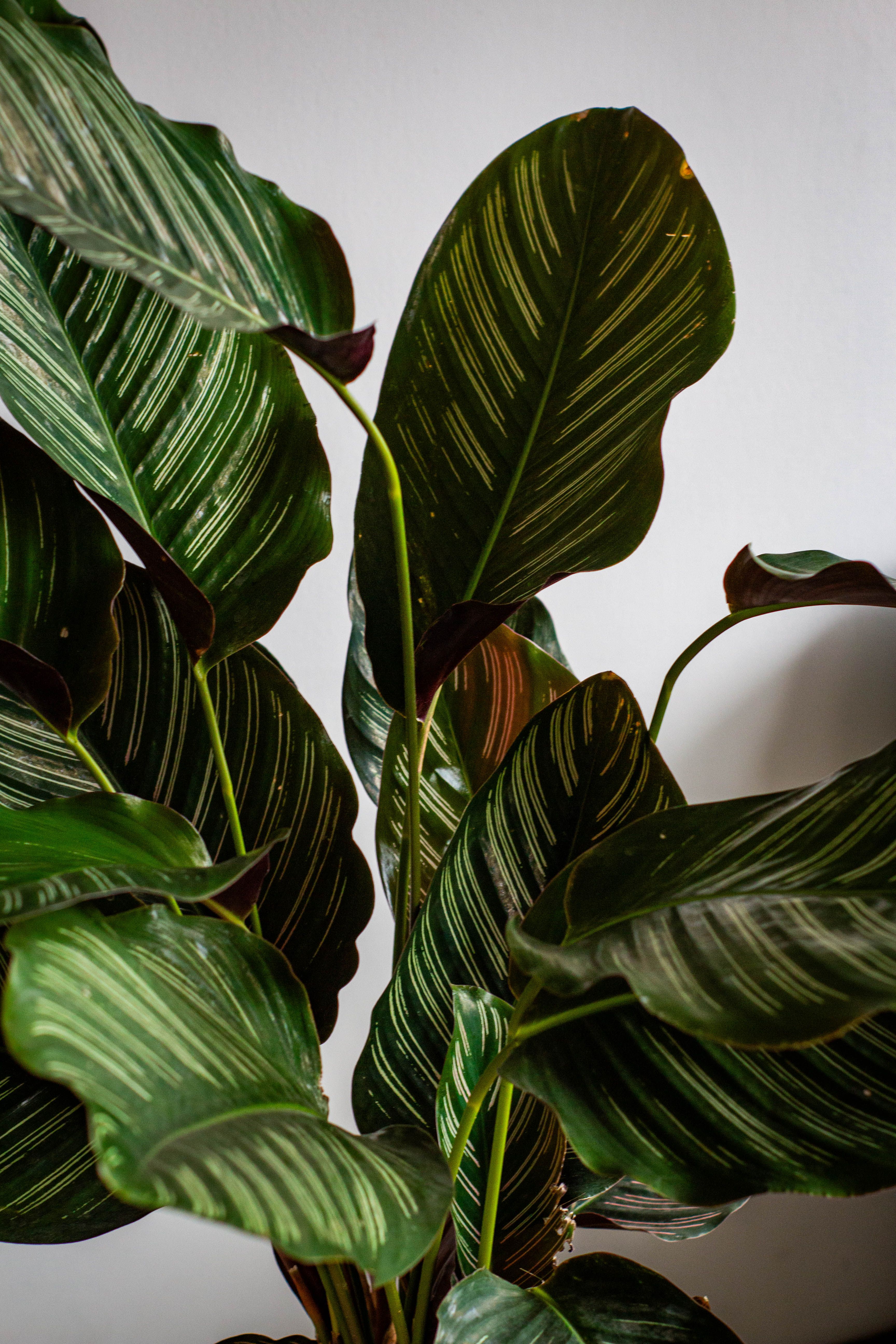 Grünlilie und Calathea auf einem Regal, zwei katzensichere Zimmerpflanzen, daneben eine entspannte Katze.