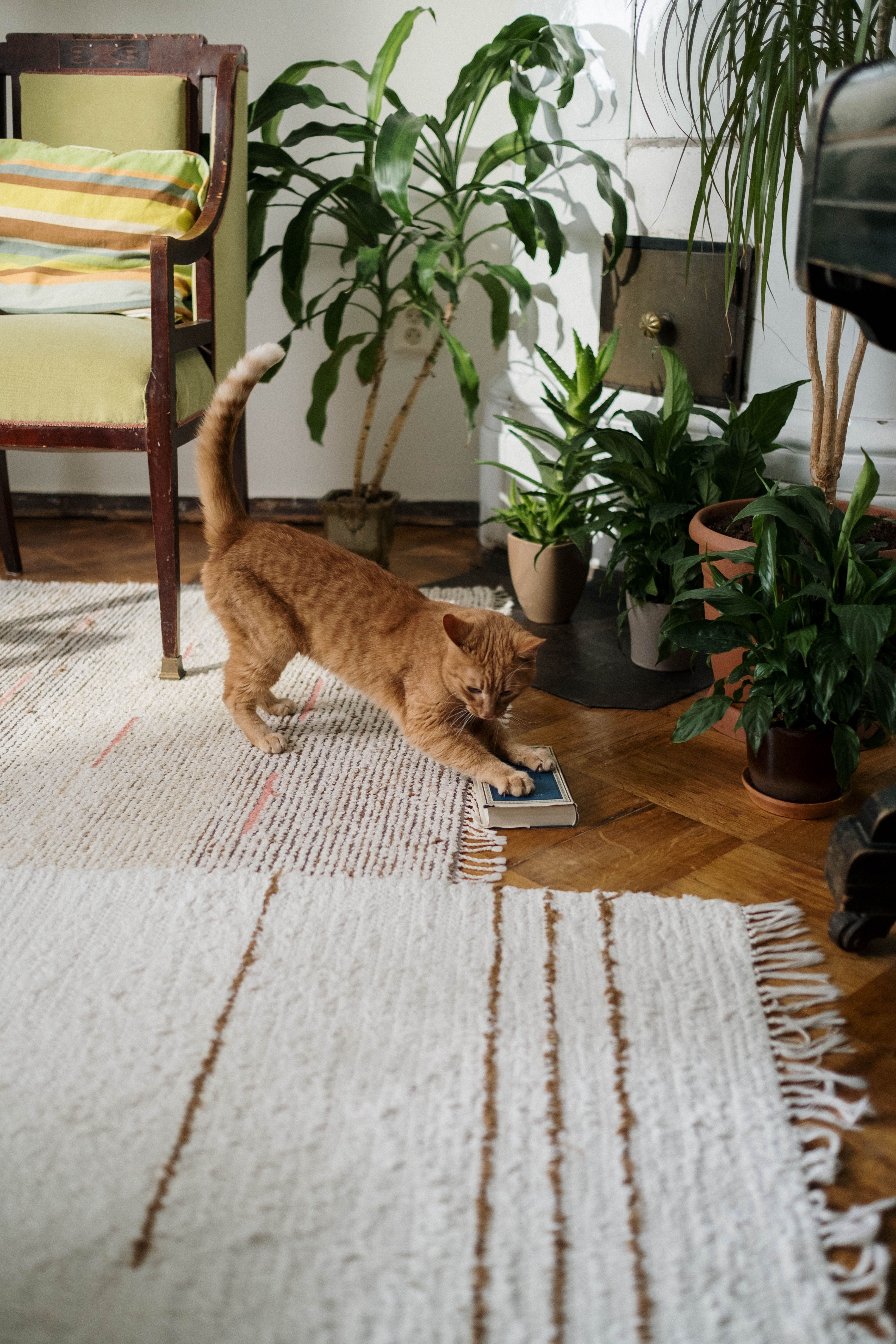 Helle Wohnung mit mehreren Zimmerpflanzen und einer Katze, die neugierig an einem Blatt schnuppert.