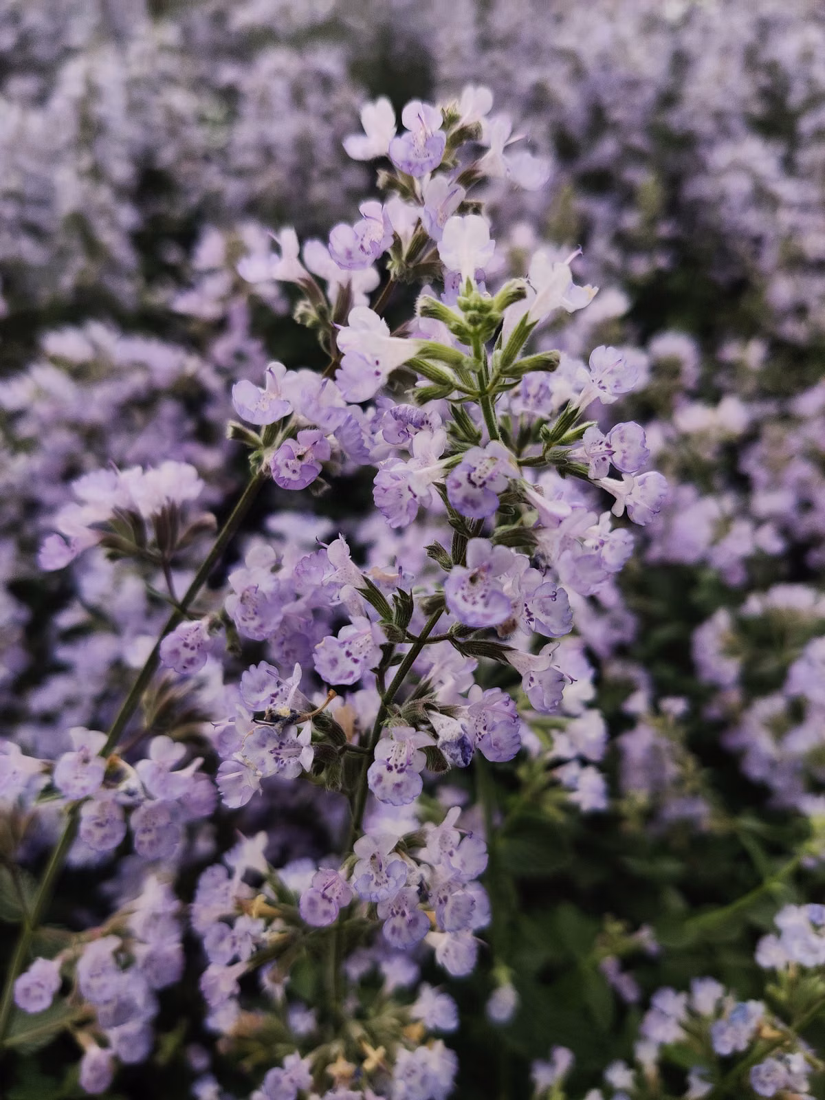 Blühende lila Katzenminze (Nepeta) in einem Tontopf auf dem Balkon.