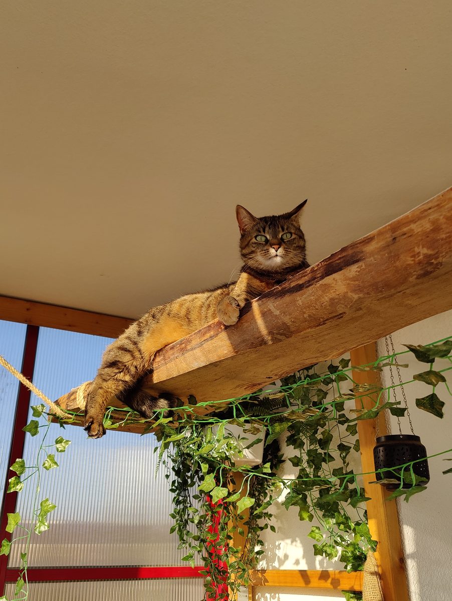 Katze Kiki liegt entspannt auf ihrem Aussichtsbrett, rundum hängen künstliche Efeu-Ranken.