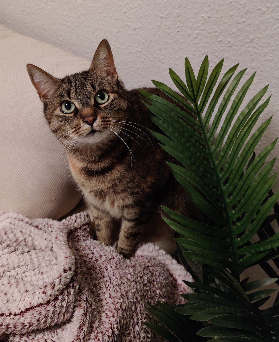 Katze Kiki sitzt auf einem Sofa neben einer großen künstlichen Palme und schaut direkt in die Kamera.