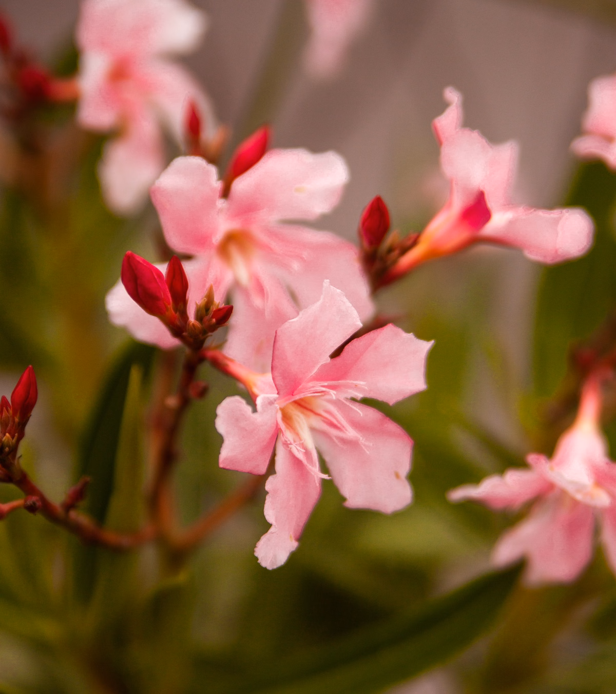 Oleander-Topfpflanze mit leuchtend rosa Blüten auf einem Balkon.